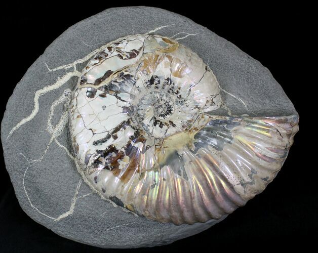Beautiful Deshayesites Ammonites - Iridescent Shell #22508
